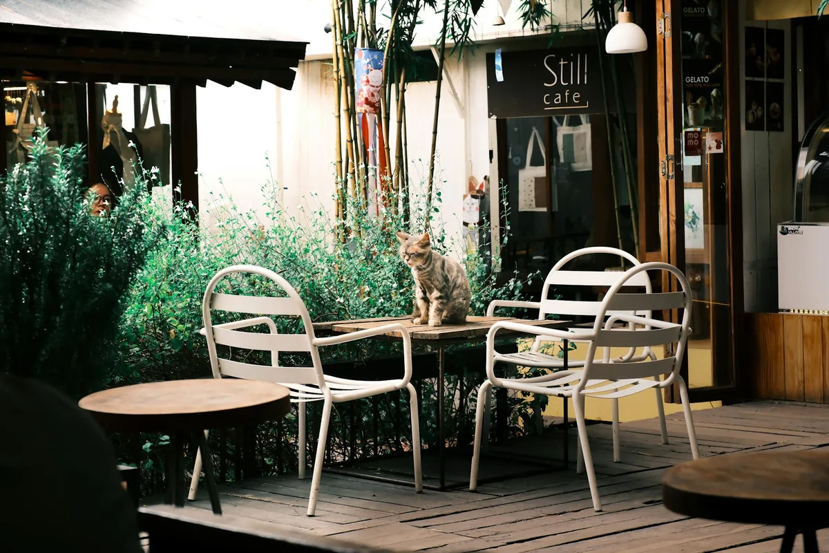 affoGATO Cat Cafe