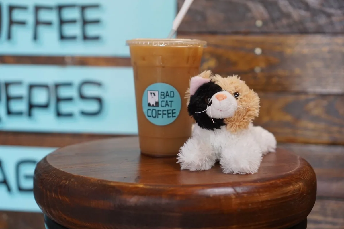 Bad Cat Coffee, Crepes, & Bagel Sammiches — cat cafe in Raleigh, North Carolina