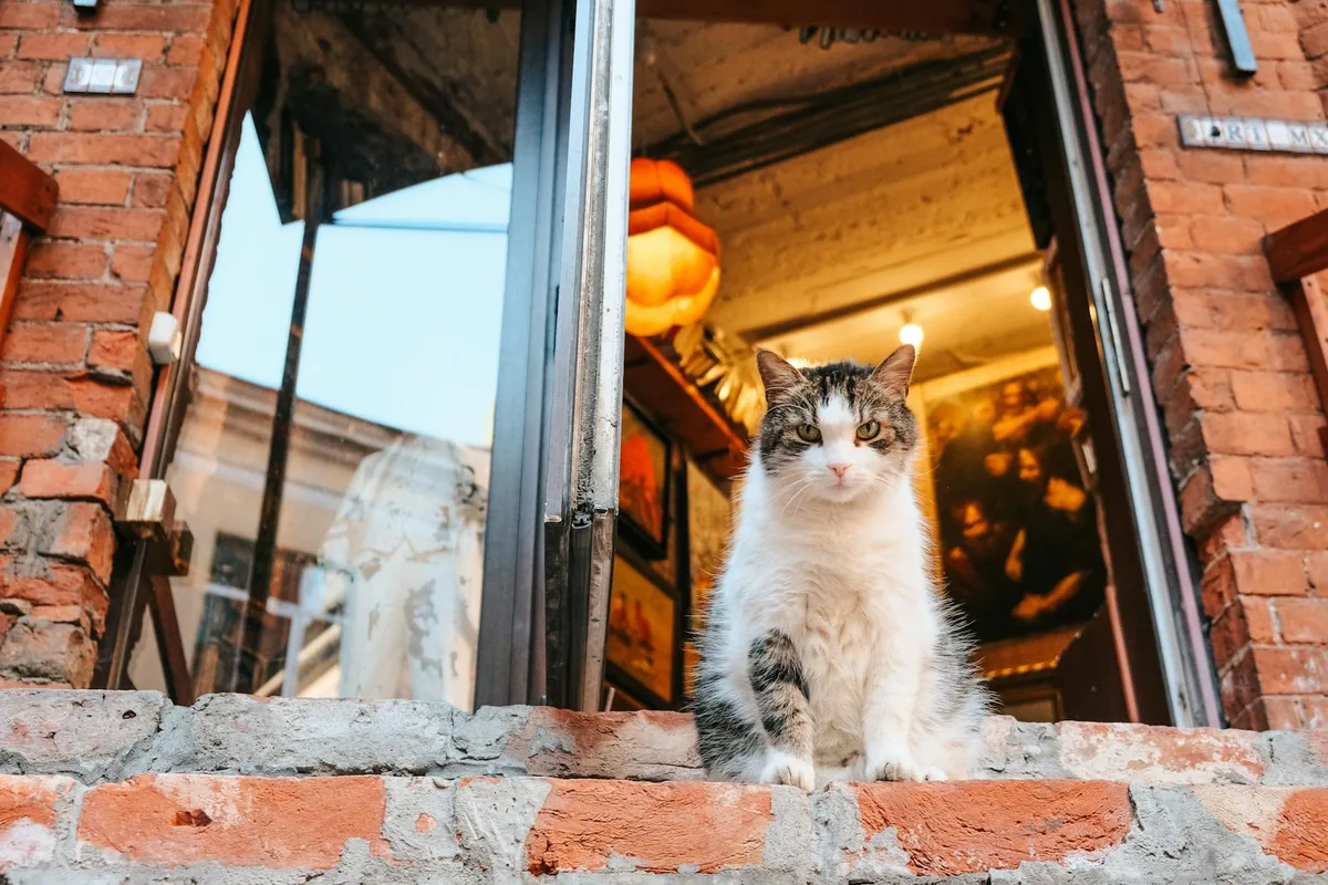 Cat cafes in Asheville