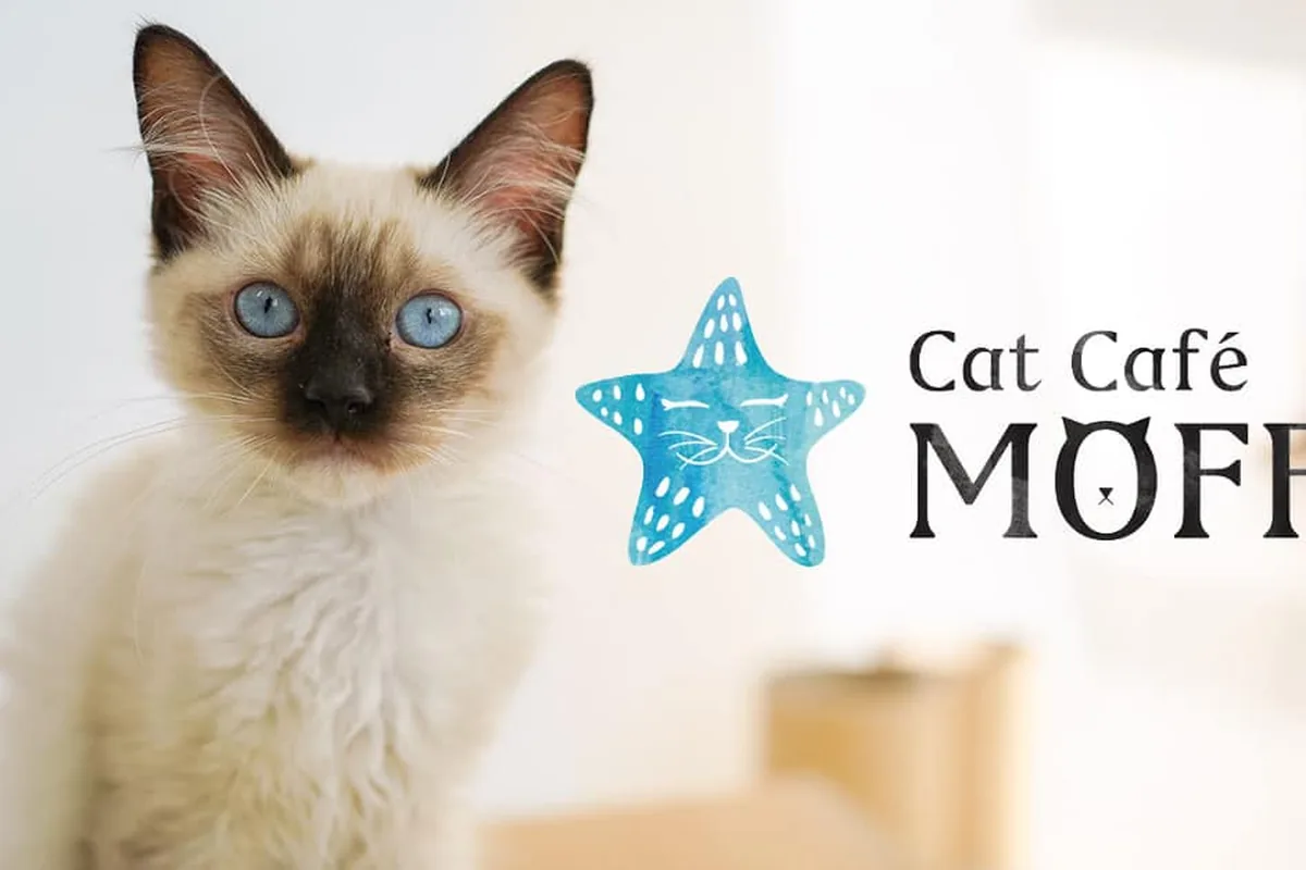 Cat Café MOFF International Market Place — cat cafe in Honolulu, Hawaii