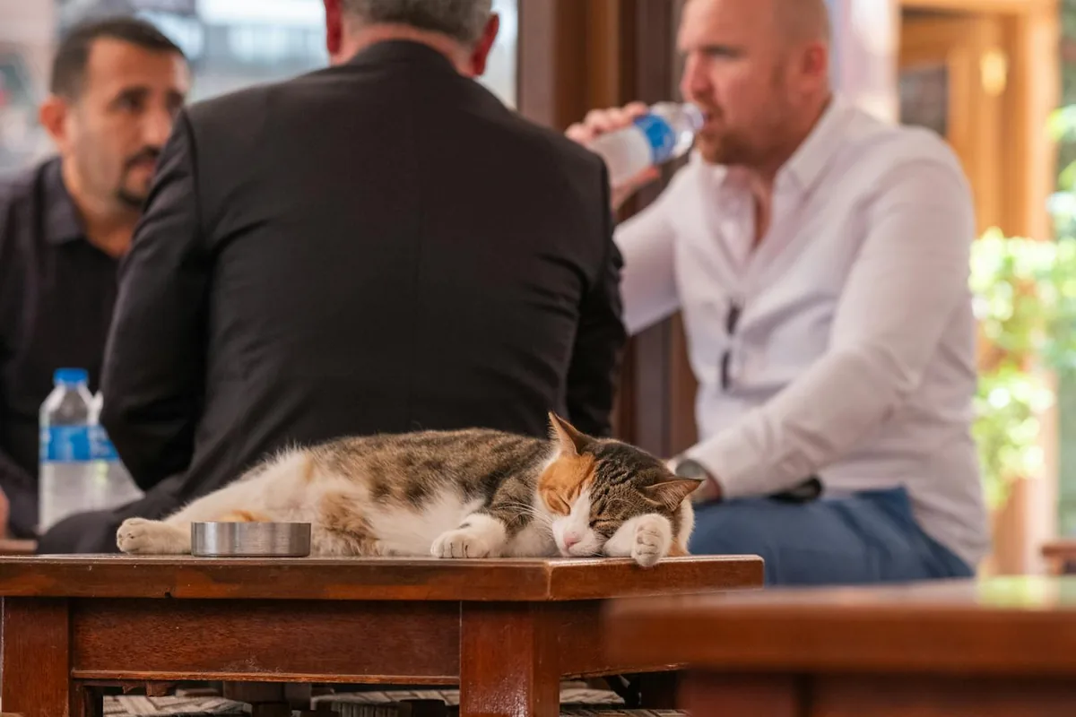 Cat Wok Café