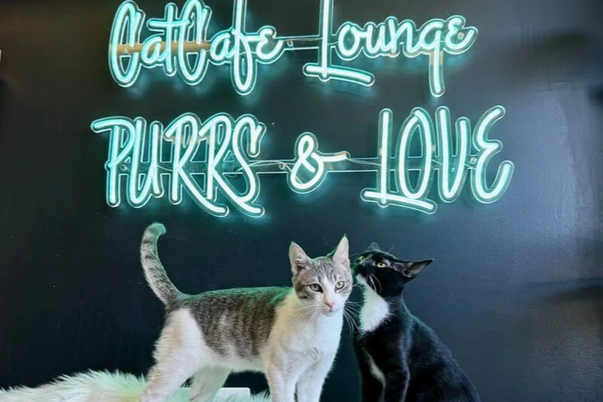 CatCafe Lounge | Cats + Kittens — cat cafe in Los Angeles, California