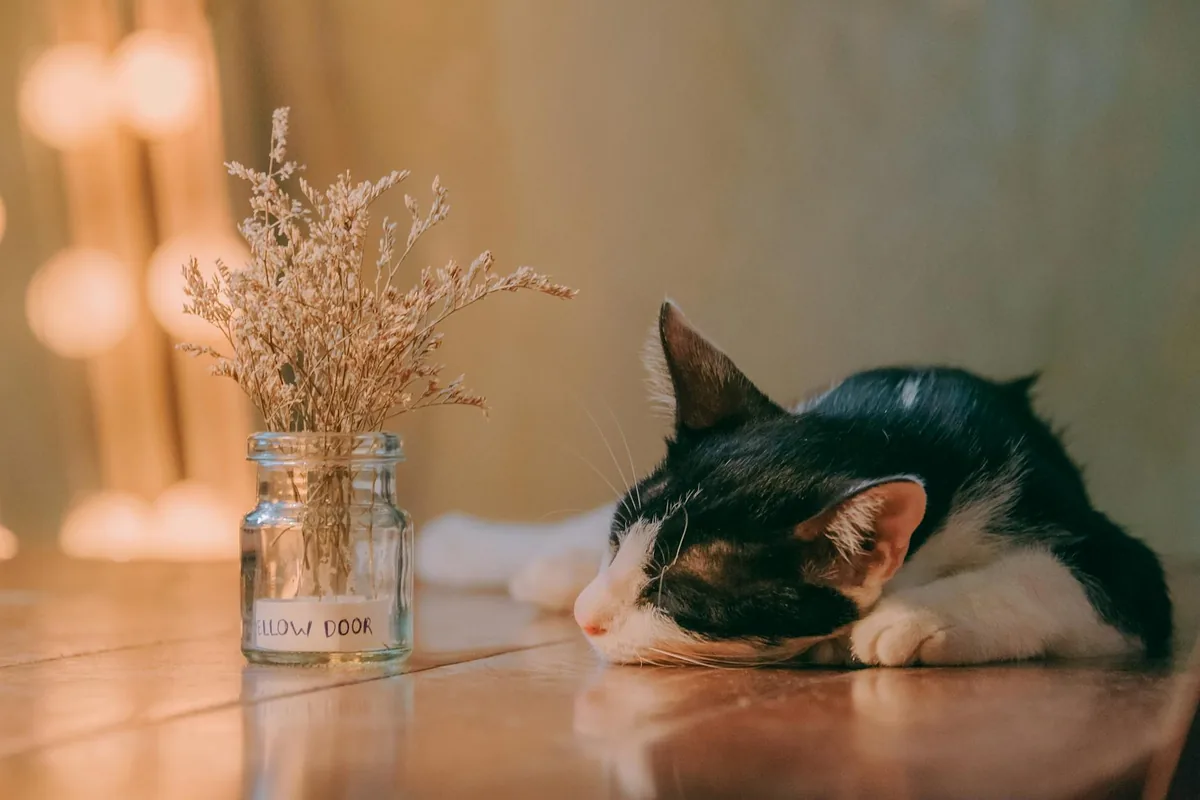 Catopia Cat Cafe