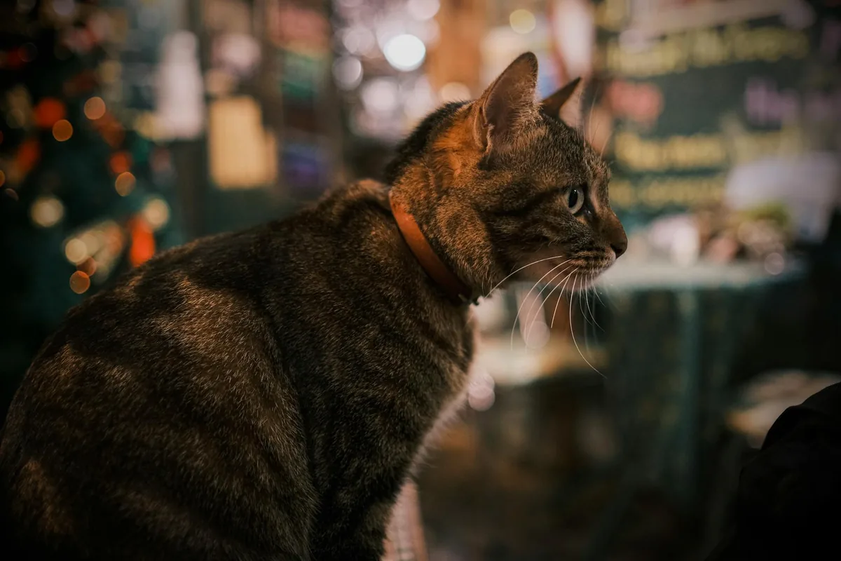 Cats Meow Cafe