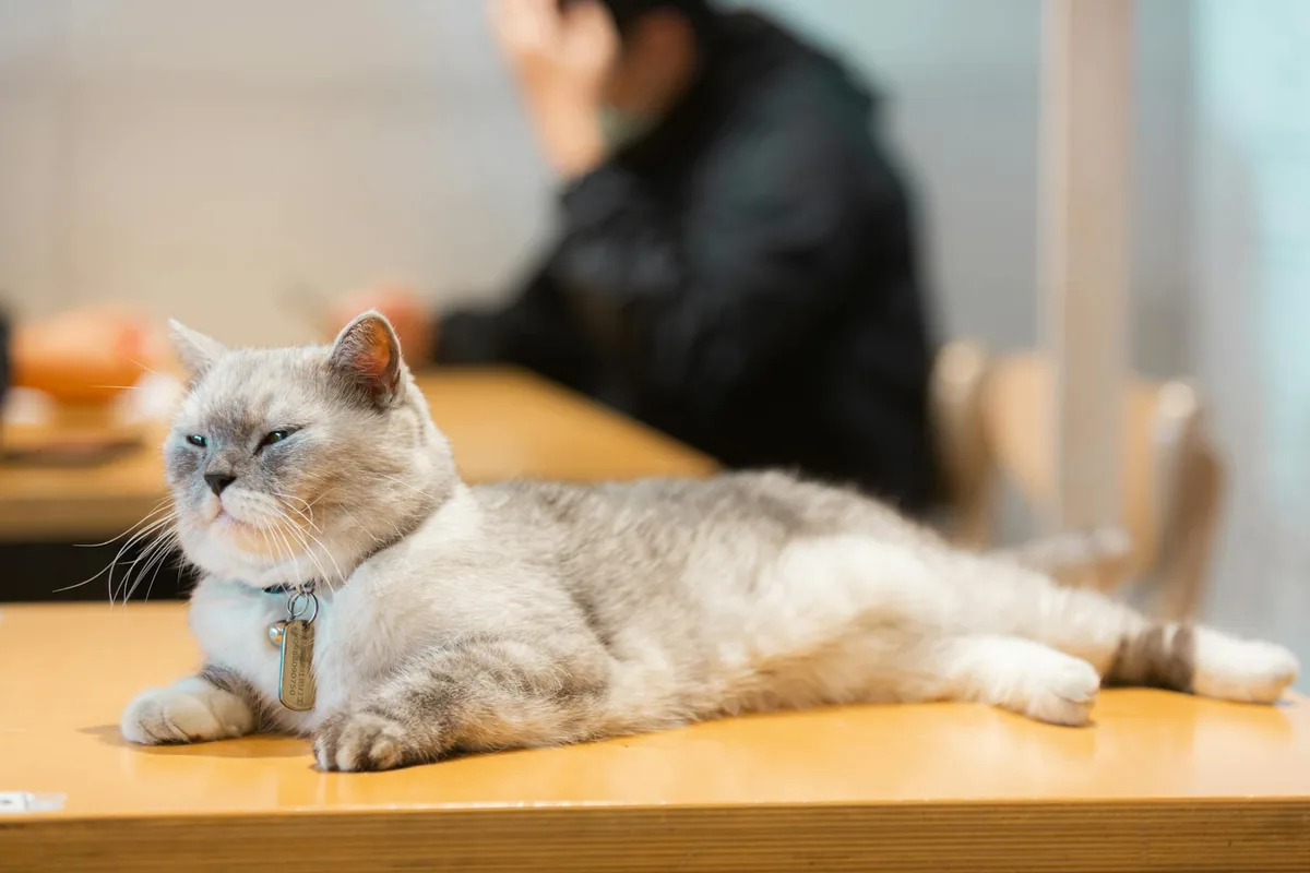 Cat's Meow, Inc — cat cafe in St. Louis, Missouri