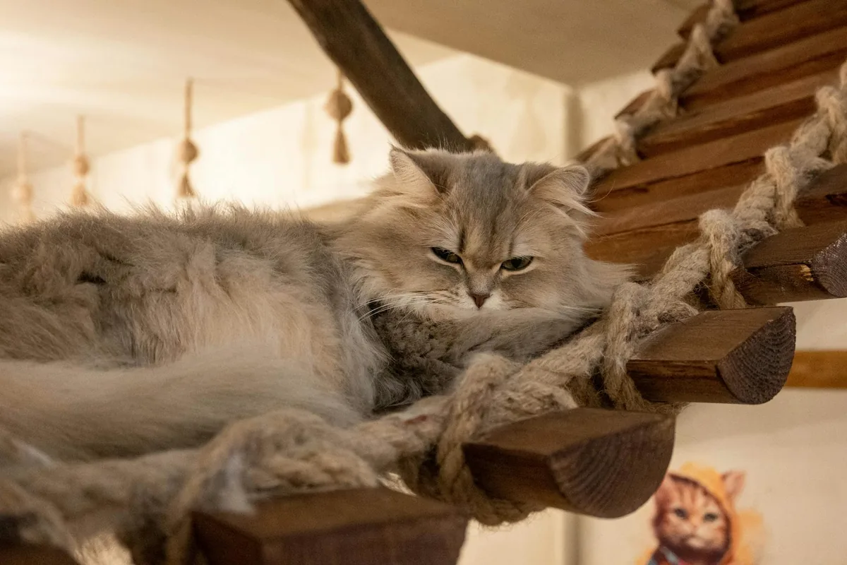 Fancy Cat Cafe