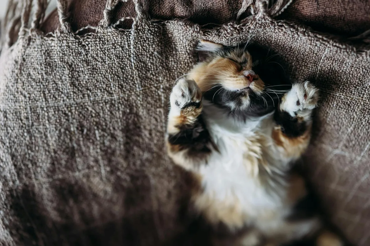Fluffy Tail Cafe — cat cafe in Long Beach, California