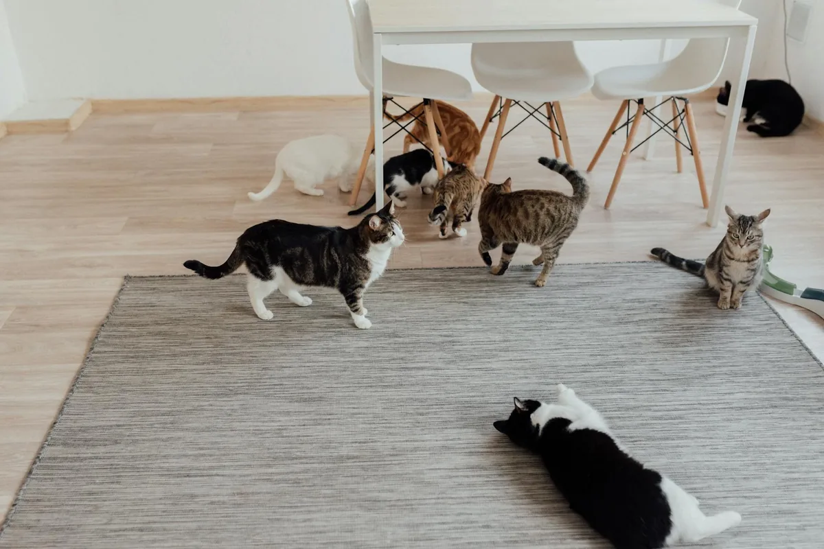 Cat cafes in Honolulu