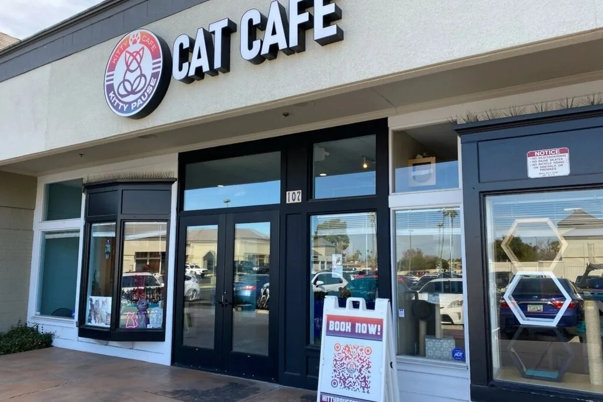 Cat cafes in Mesa
