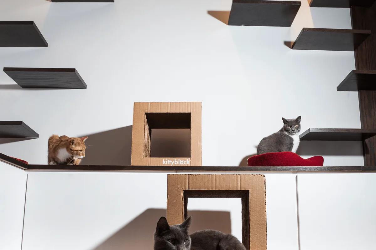 Koneko — cat cafe in Brooklyn, New York