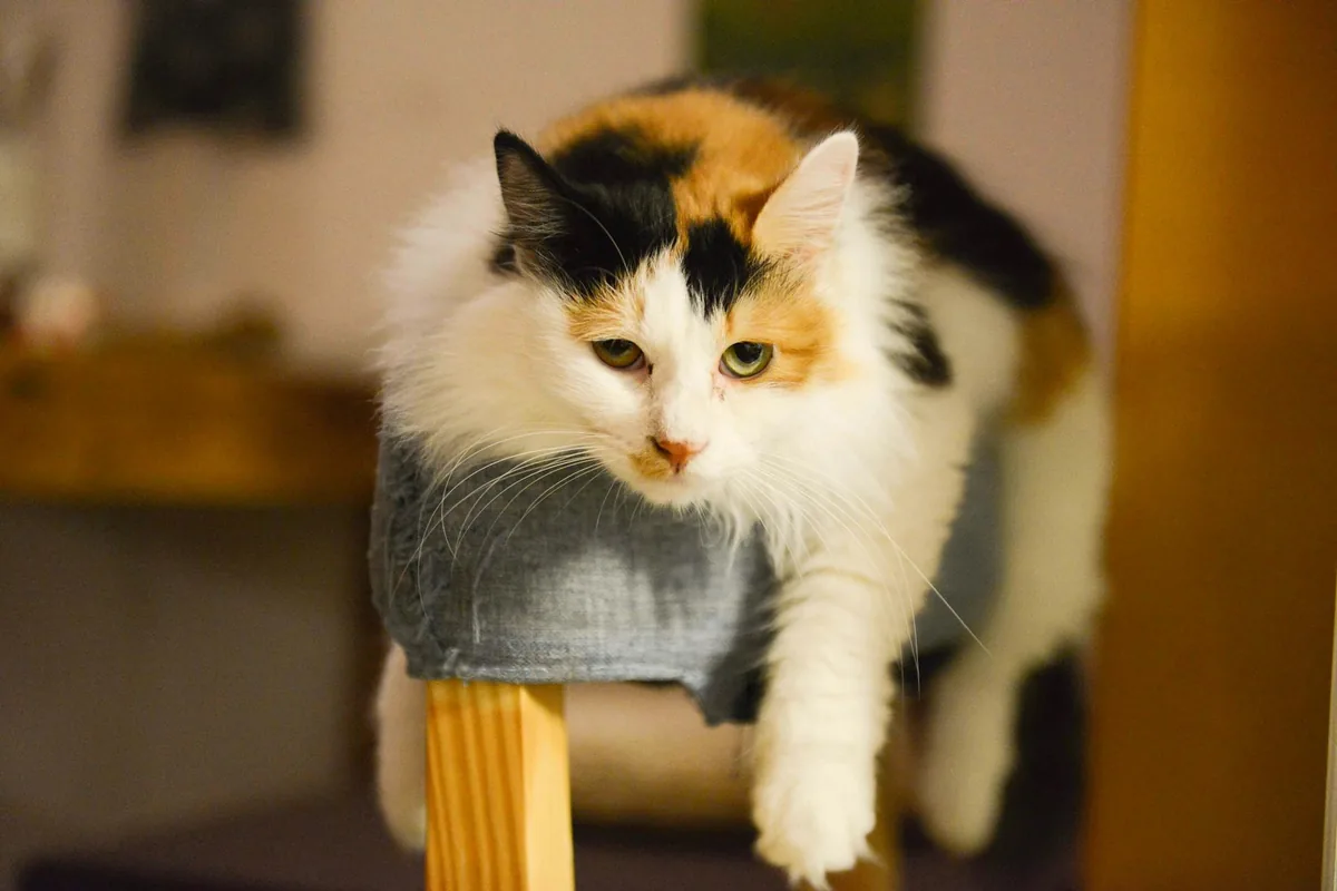 mao catfe — cat cafe in San Francisco, California