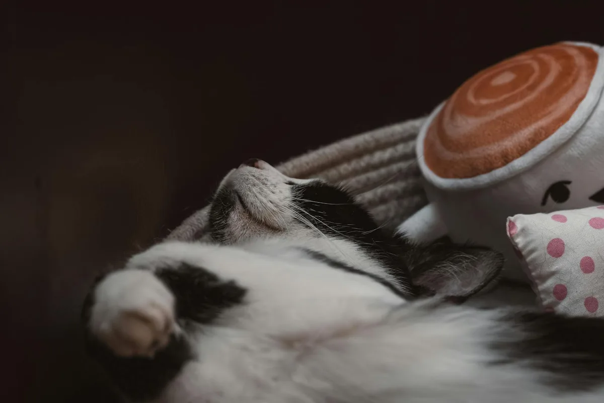 Mauhaus Cat Cafe