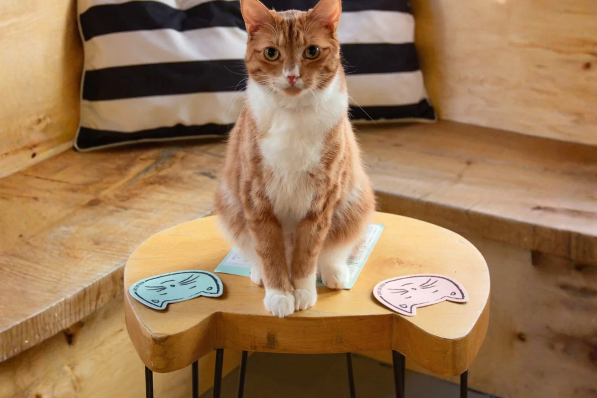 NEKO Cat Cafe Seattle — Seattle
