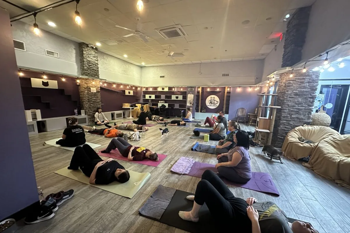 Cat cafes in Scottsdale