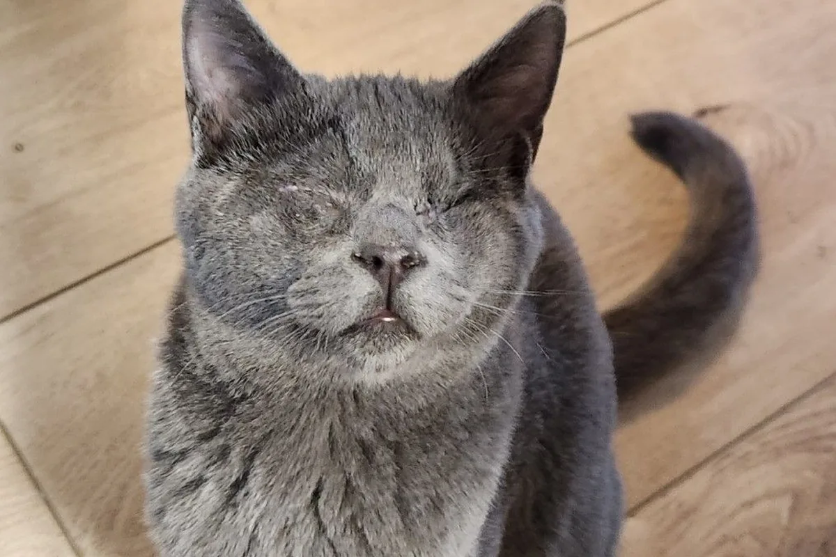 Right Meow Cat Cafe