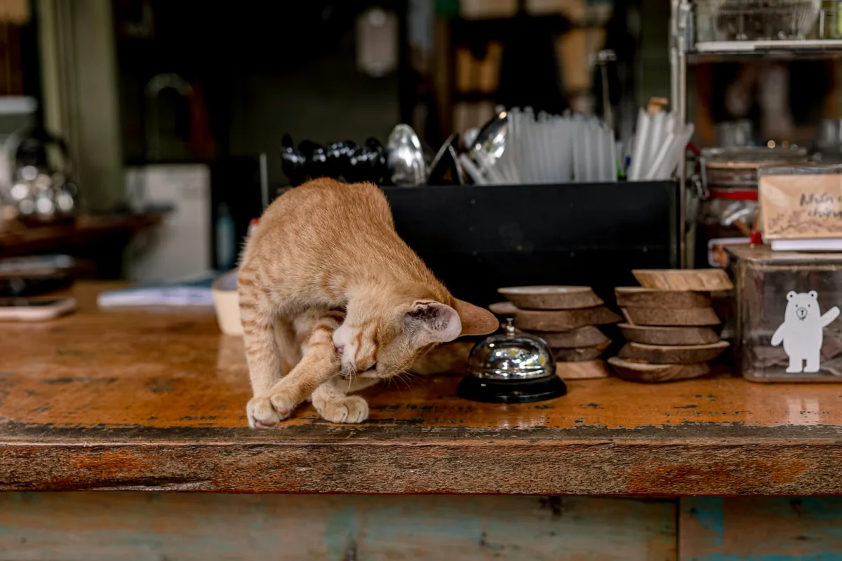 Cat cafes in Miami