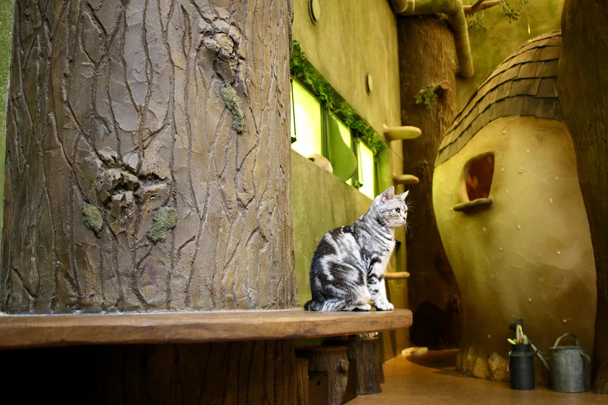 Sugar Kittens Cat Cafe & Cattery — cat cafe in Kansas City, Missouri