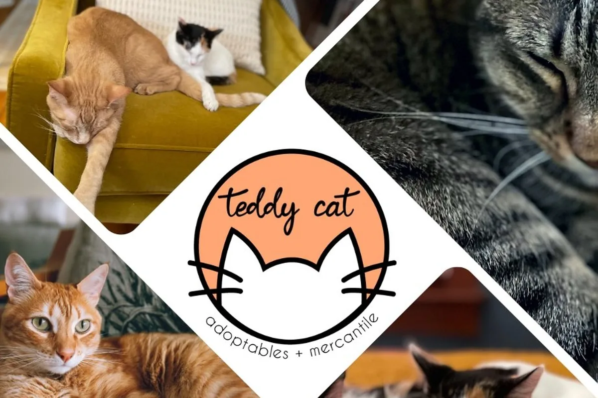 Teddy Cat Cafe