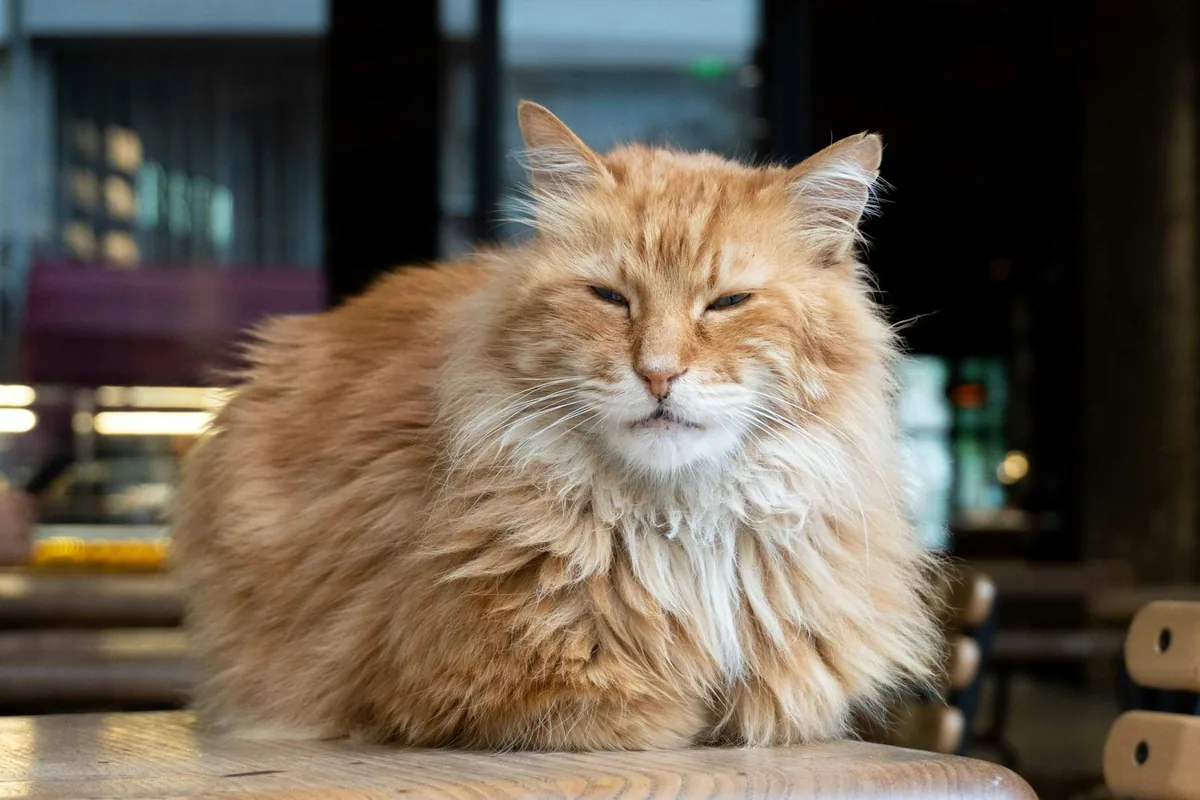 The Brooklyn Cat Cafe — cat cafe in New York, New York