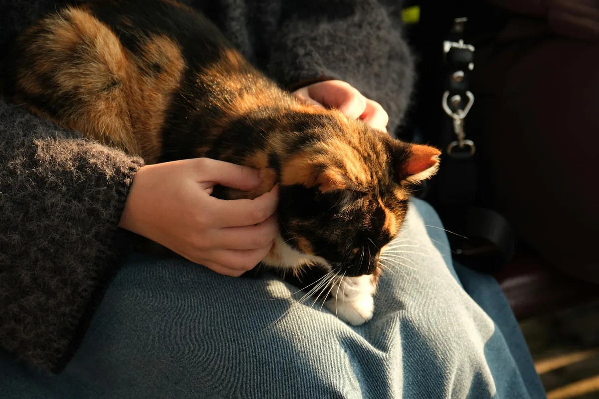 Cat cafes in San Diego