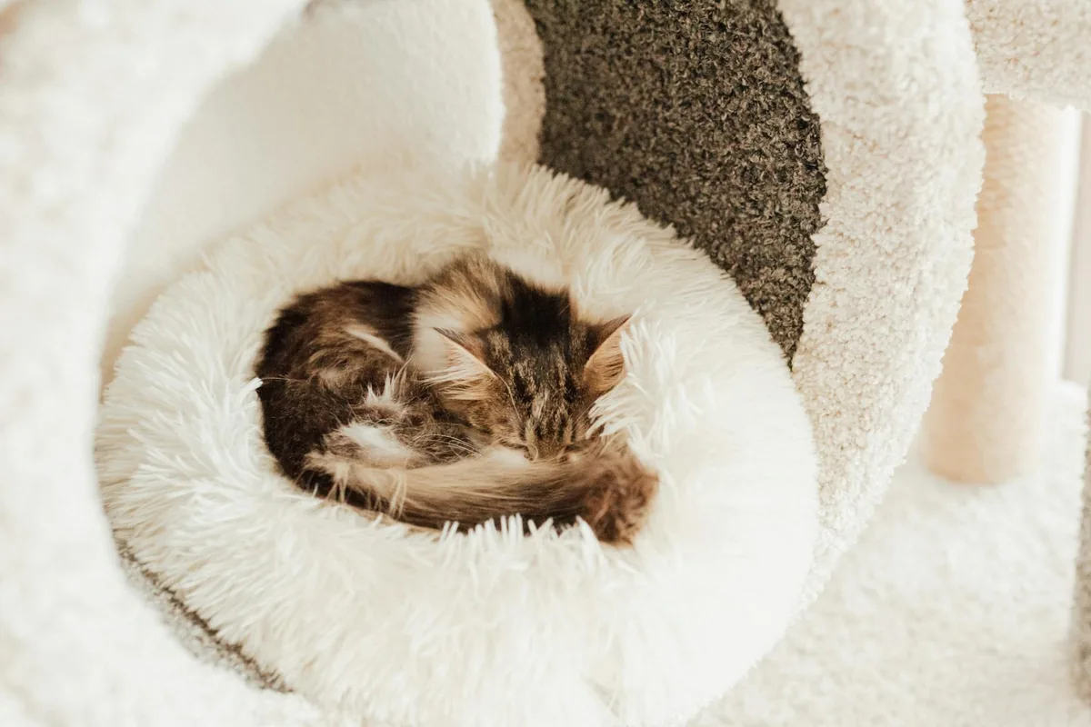 The Catfe