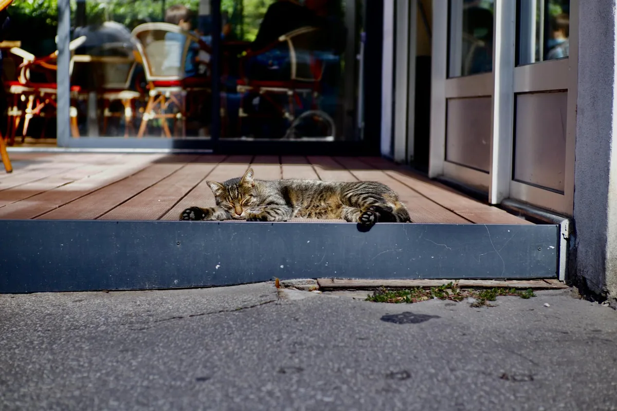 The Glass Cat Cafe — cat cafe in Kansas City, Missouri