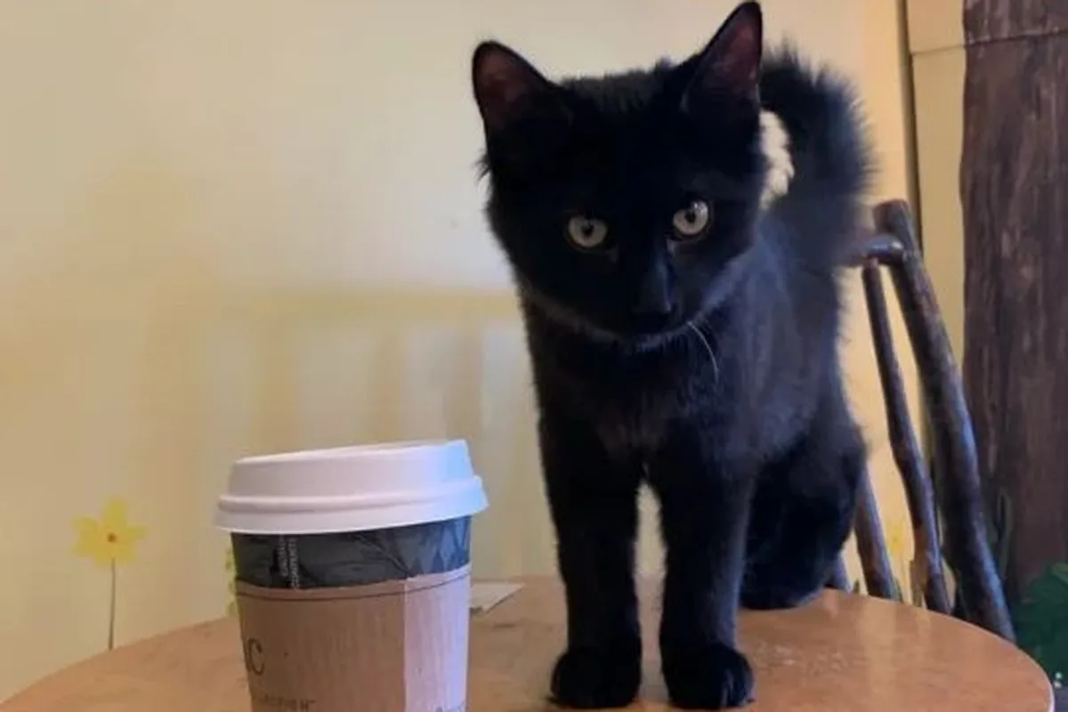The Region Cat Cafe