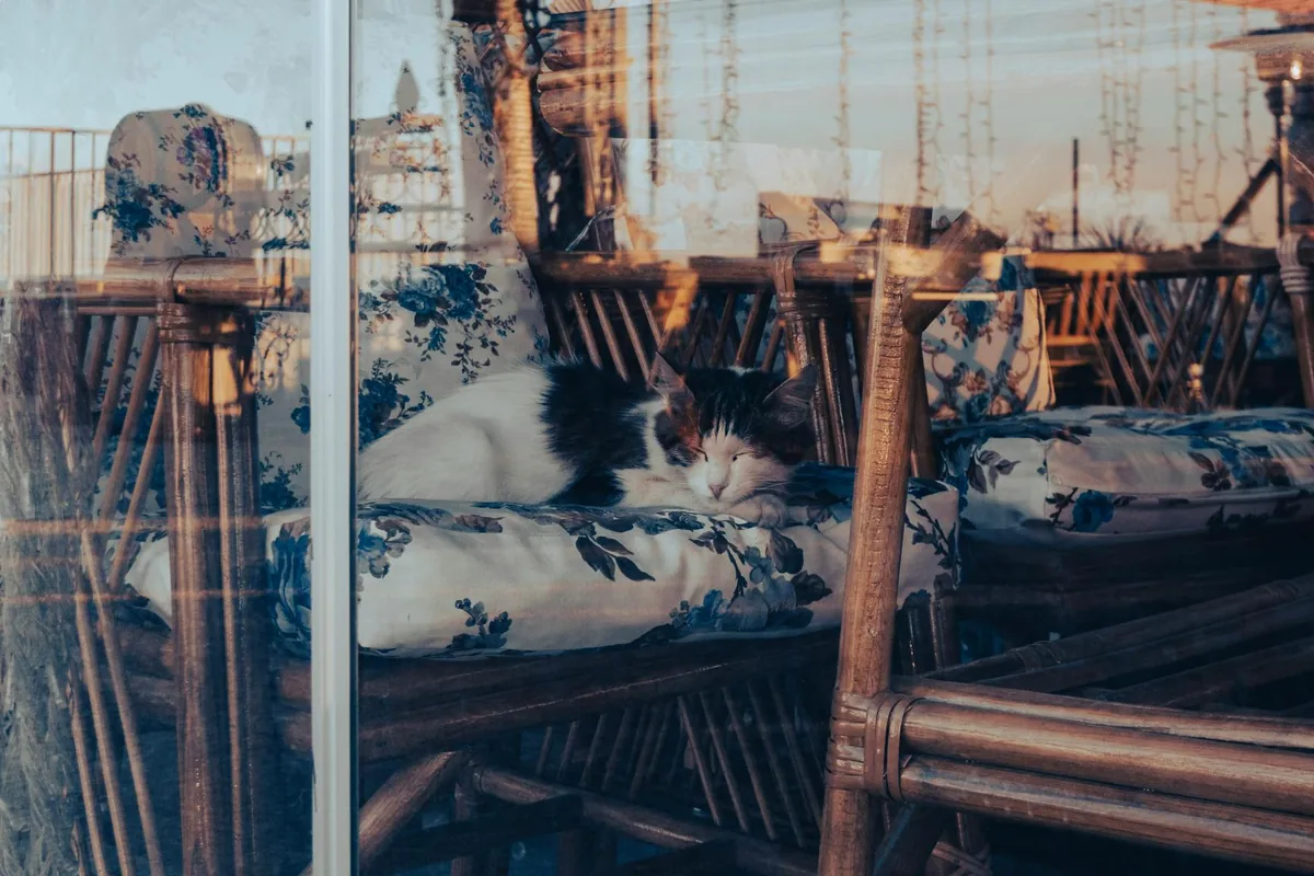 Twisted Tails Cafe — cat cafe in Scottsdale, Arizona