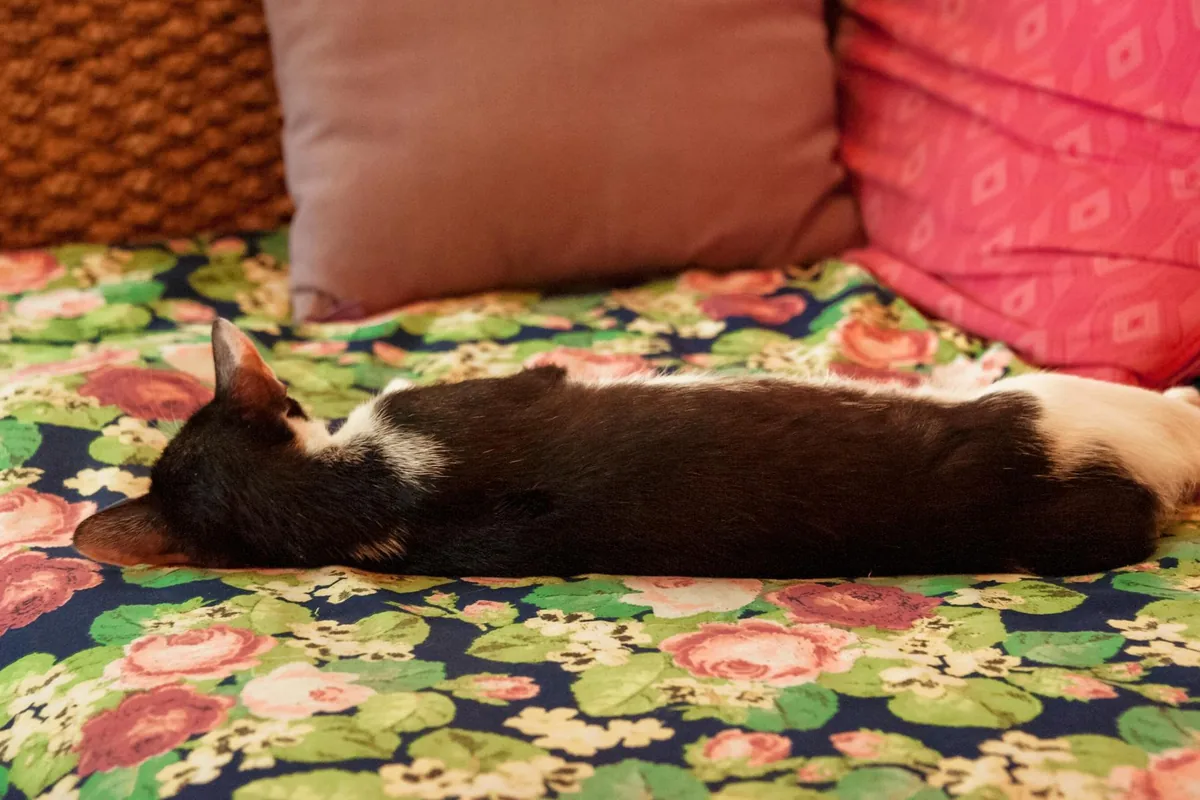 Whiskers Cat Cafe Philly